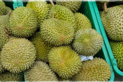 durian rancamaya