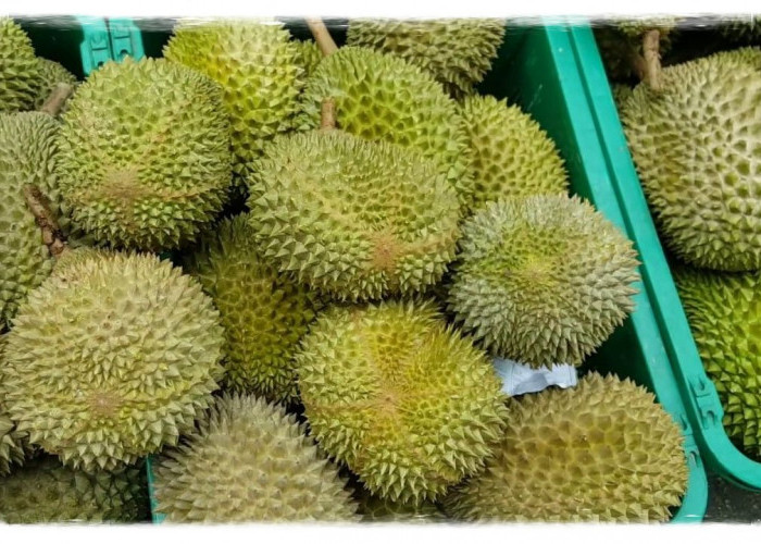 durian rancamaya